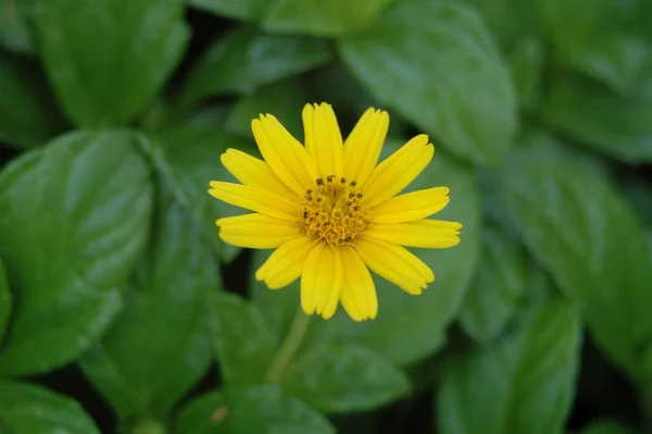 Flores Jardín — Foto de Stock