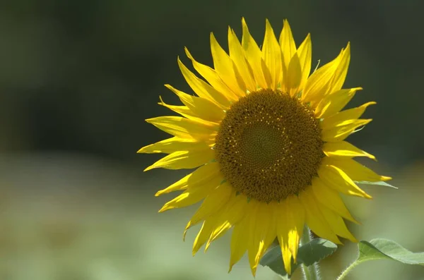 庭の花 — ストック写真