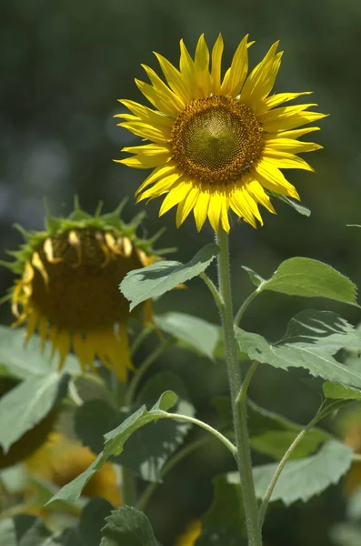 庭の花 — ストック写真