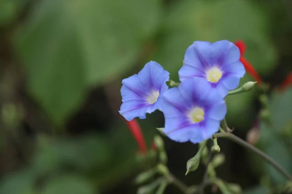 Flowers Garden — Stock Photo, Image