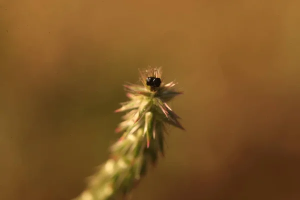 Květiny Zahradě — Stock fotografie