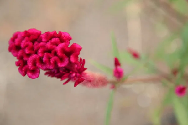 Virágok Kertben — Stock Fotó