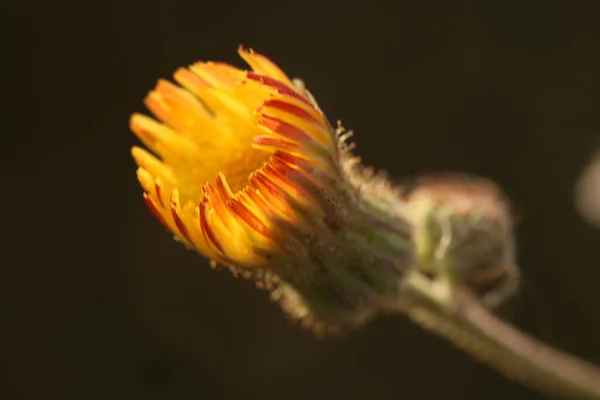 庭の花 — ストック写真