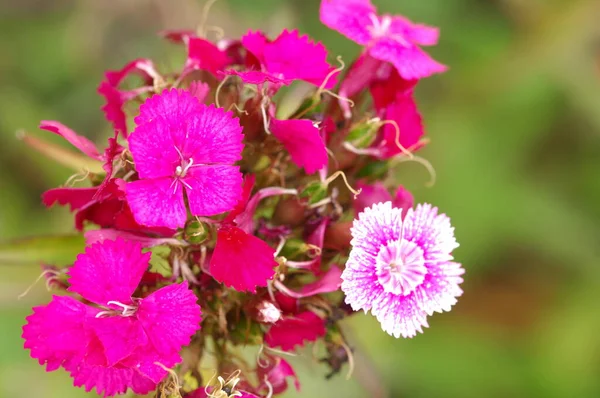 花园里的花 — 图库照片