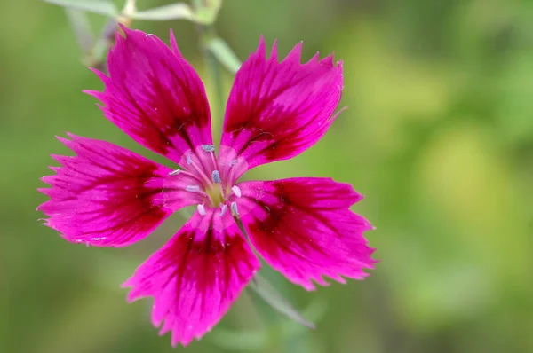 Virágok Kertben — Stock Fotó