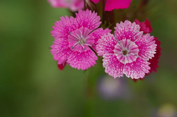 Kukkia Puutarhassa — kuvapankkivalokuva