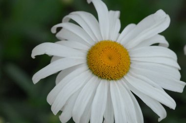 Bahçedeki çiçekler