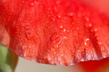 Bahçedeki çiçekler