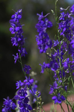 Bahçedeki çiçekler