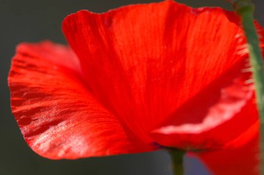 Bahçedeki çiçekler