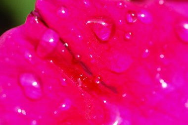 Bahçedeki çiçekler