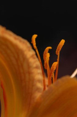 Bahçedeki çiçekler