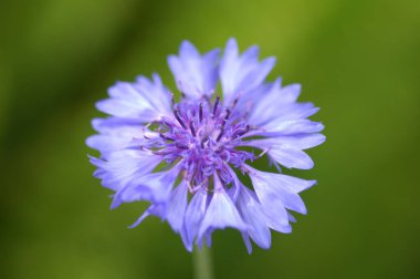 Bahçedeki çiçekler