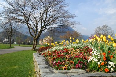 Bahçedeki çiçekler