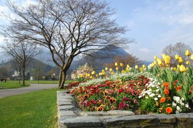 Bahçedeki çiçekler