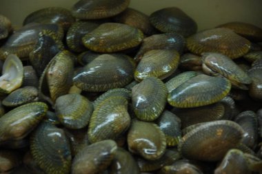 Vejetaryen olmayan deniz ürünleri