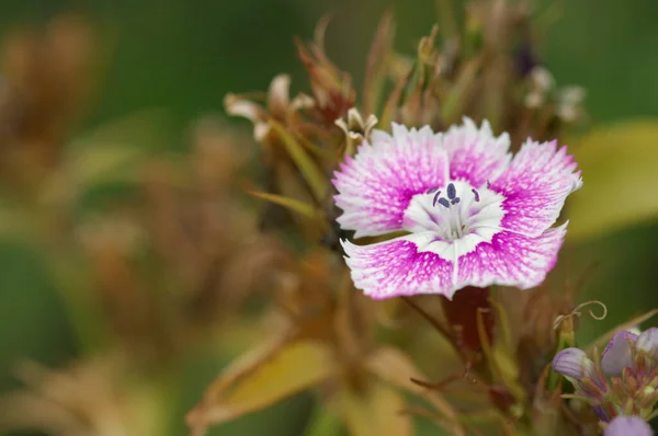 Blommor Trädgården — Stockfoto