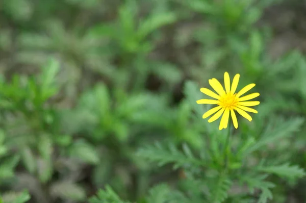 Blumen Garten — Stockfoto