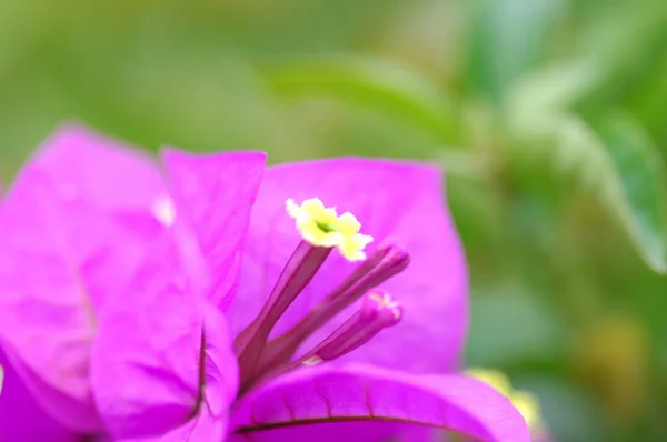 Kwiaty Ogrodzie — Zdjęcie stockowe