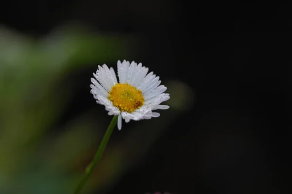 정원에 — 스톡 사진