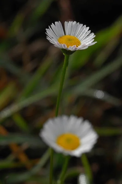 庭の花 — ストック写真