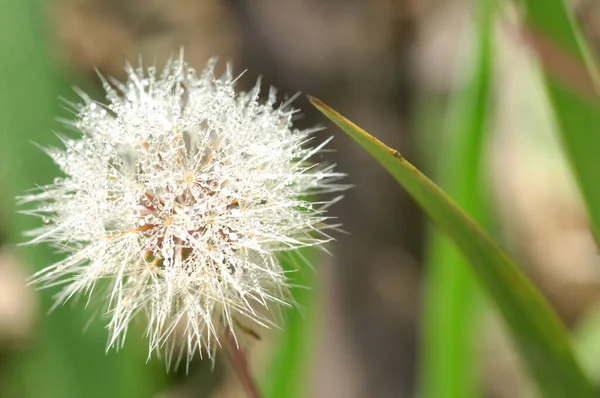 Blumen Garten — Stockfoto