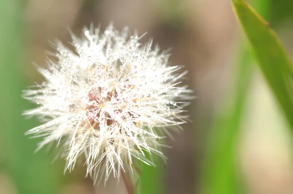 Fleurs Dans Jardin — Photo