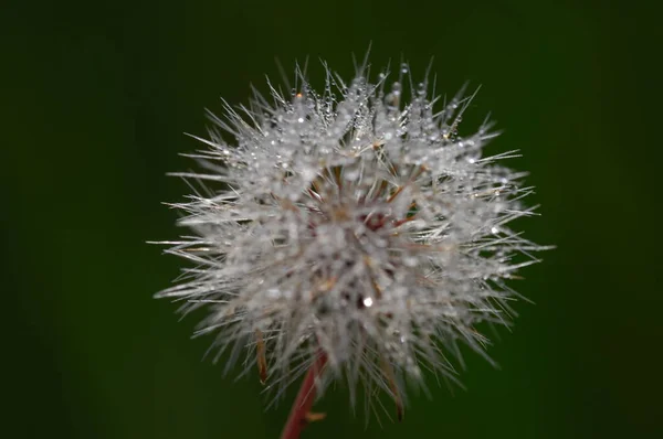 Flowers Garden — Stock Photo, Image