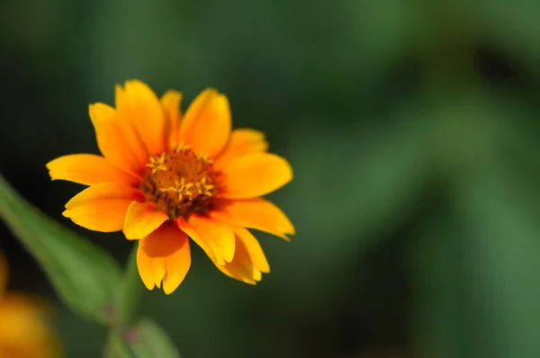 Flores Jardín — Foto de Stock