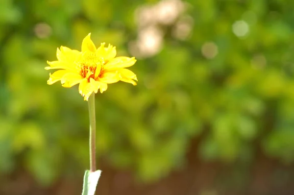 Flores Jardín — Foto de Stock