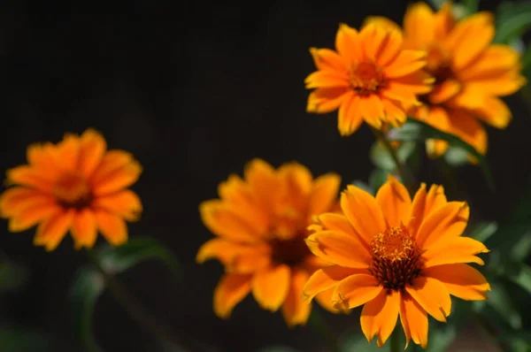 Flores Jardín — Foto de Stock