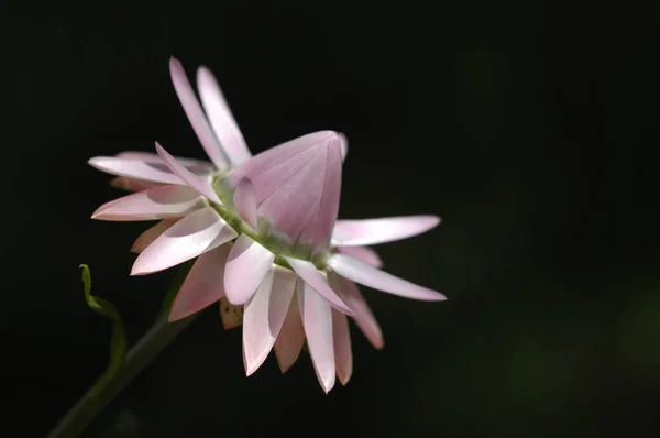 Flowers Garden — Stock Photo, Image