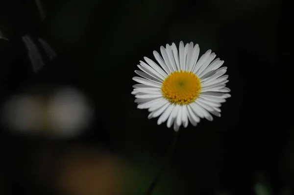 Λουλούδια Στον Κήπο — Φωτογραφία Αρχείου