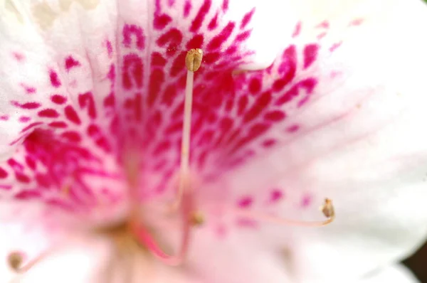 Квіти Саду — стокове фото
