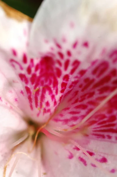 Blommor Trädgården — Stockfoto