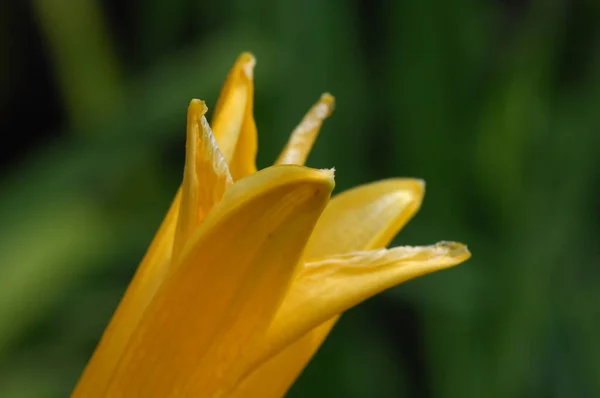 Flores Jardín — Foto de Stock