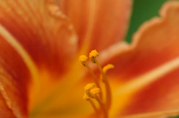 Blommor Trädgården — Stockfoto