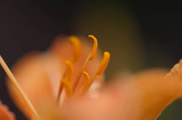 庭の花 — ストック写真