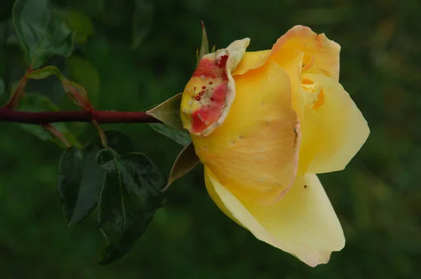 Flores Jardín — Foto de Stock