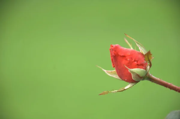 花のマクロショット — ストック写真
