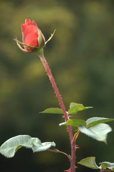 Macro Tiro Flor — Fotografia de Stock