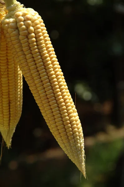 Kukorica Vidéki Otthon — Stock Fotó