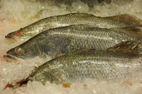 Fish Counter Market — Stock Photo, Image