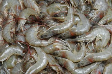 Fish Counter in a Market
