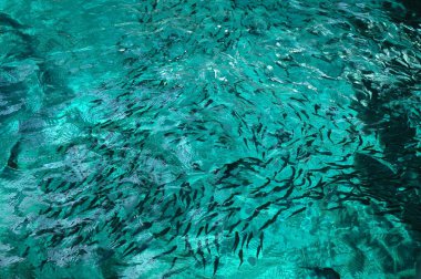 Balık Yetiştirme Akvaryumu