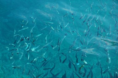 Balık Yetiştirme Akvaryumu