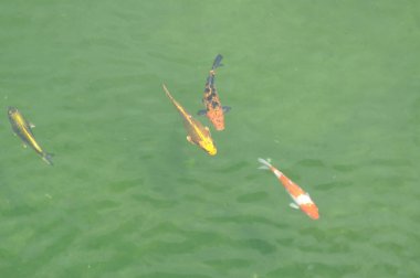 Balık Yetiştirme Akvaryumu