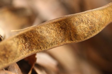 Ağaçtaki Hint İlaçlı Meyveleri