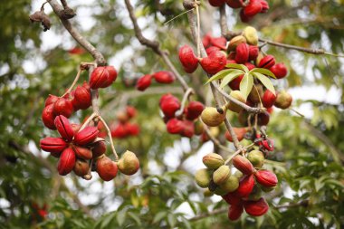 Ağaçtaki Hint İlaçlı Meyveleri