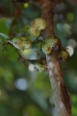 Ağaçtaki Hint İlaçlı Meyveleri